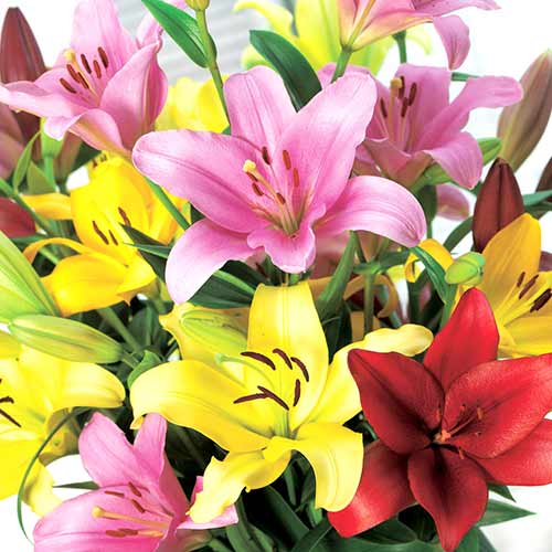 Lilie L.A., farbmischung interface.art Bild 1 Lilie L.A., farbmischung interface.image 1 interface.art 70212