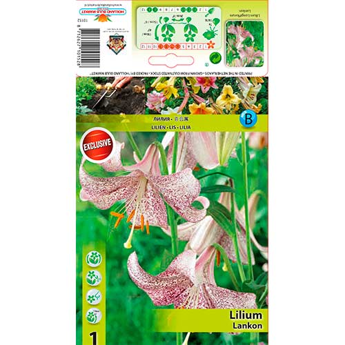 Lilie Lankon interface.art Bild 1 Lilie Lankon interface.image 1 interface.art 76312