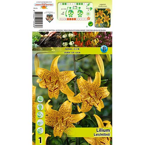 Lilie Leichtlinii interface.art Bild 1 Lilie Leichtlinii interface.image 1 interface.art 70434