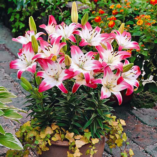 Lilie Lollypop interface.art Bild 1 Lilie Lollypop interface.image 1 interface.art 76470