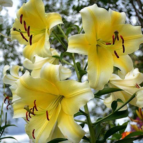 Lilie Manissa interface.art Bild 1 Lilie Manissa interface.image 1 interface.art 70276