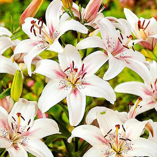 Lilie Marseille interface.art Bild 1 Lilie Marseille interface.image 1 interface.art 70210