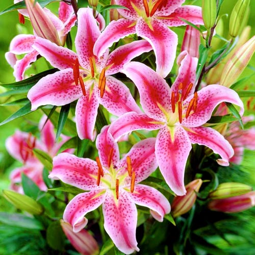 Lilie Mero Star interface.art Bild 1 Lilie Mero Star interface.image 1 interface.art 76315