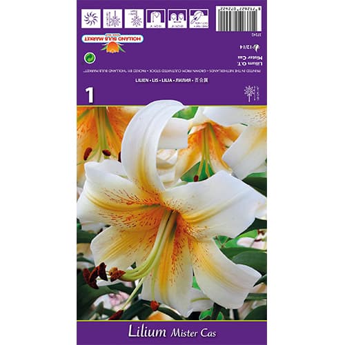 Lilie Mister Cas interface.image 1 interface.art 77841