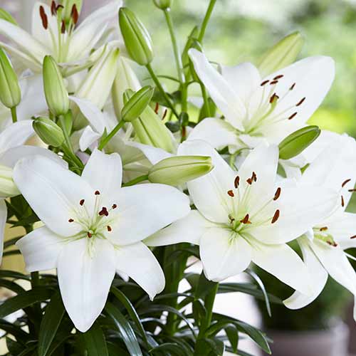 Lilie Navona interface.art Bild 1 Lilie Navona interface.image 1 interface.art 70211