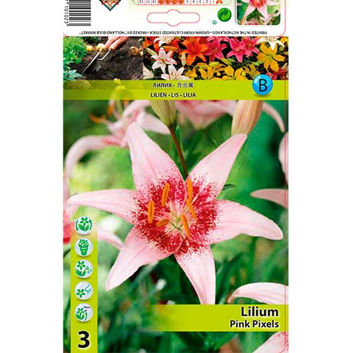 Lilie Pink Pixels interface.art Bild 1 Lilie Pink Pixels interface.image 1 interface.art 70469