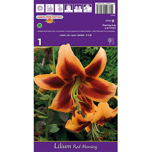 Lilie Red Morning interface.art Bild 1 Lilie Red Morning interface.image 1 interface.art 77842