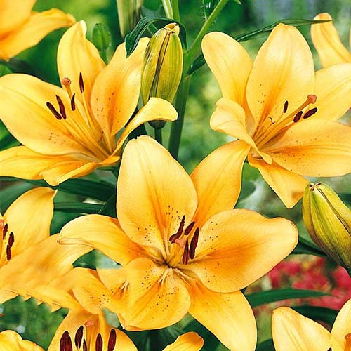 Lilie Salmon Classic interface.image 1 interface.art 76476