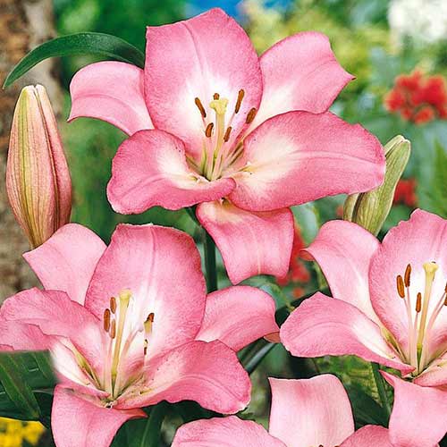 Lilie Samur interface.image 1 interface.art 70274