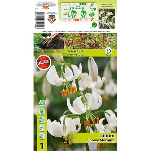 Lilie Snowy Morning interface.art Bild 1 Lilie Snowy Morning interface.image 1 interface.art 77824