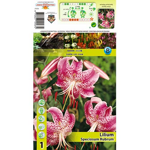 Lilie Speciosum Rubrum interface.art Bild 1 Lilie Speciosum Rubrum interface.image 1 interface.art 70438