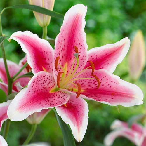 Lilie Stargazer interface.art Bild 1 Lilie Stargazer interface.image 1 interface.art 76479