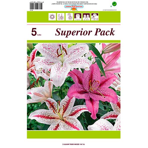 Lilie Tiger, Farbmischung interface.art Bild 1 Lilie Tiger, Farbmischung interface.image 1 interface.art 76480