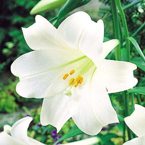 Lilie White Heaven interface.art Bild 1 Lilie White Heaven interface.image 1 interface.art 76124