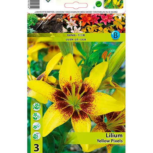 Lilie Yellow Pixels interface.art Bild 1 Lilie Yellow Pixels interface.image 1 interface.art 70470