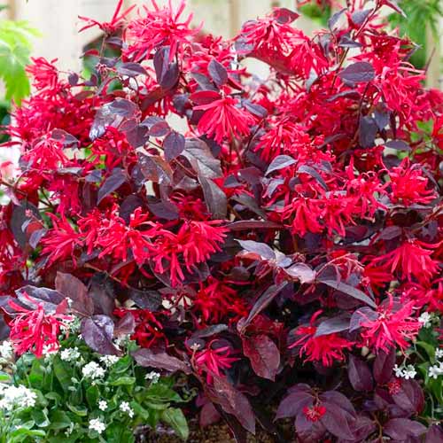 Loropetalum Fire Dance interface.image 1 interface.art 5613