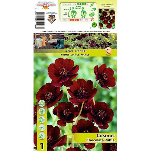 Mädchenauge Chocolate Ruffle interface.art Bild 1 Mädchenauge Chocolate Ruffle interface.image 1 interface.art 70368