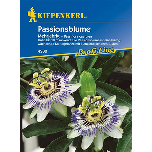 Passionsblume Kiepenkerl interface.art Bild 1 Passionsblume Kiepenkerl interface.image 1 interface.art 77452