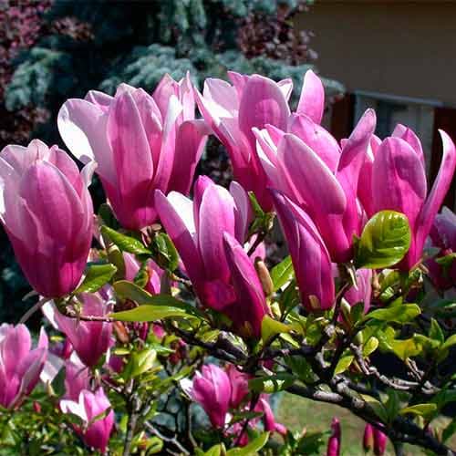 Magnolie George Henry Kern, P9 interface.image 1 interface.art 4464