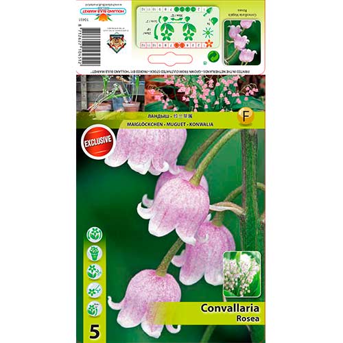 Maiglöckchen Rosea interface.art Bild 1 Maiglöckchen Rosea interface.image 1 interface.art 76201