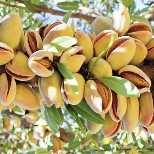 Mandel Avijor, С2 interface.image 1 interface.art 7947