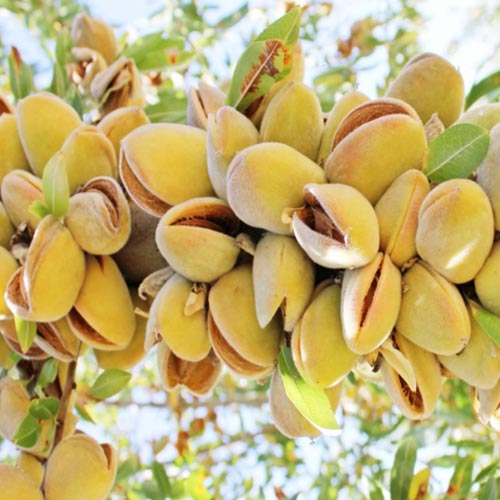 Mandel Barreta interface.image 1 interface.art 7948