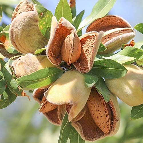 Mandel Ferragnes interface.image 1 interface.art 7949