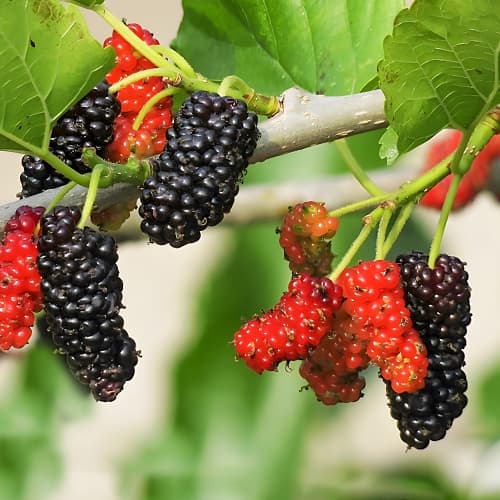 Maulbeere Sweet Dream, P9 interface.image 1 interface.art 1587