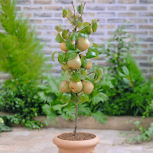 mini Birne GardenPearl®, C2 interface.image 1 interface.art 1646