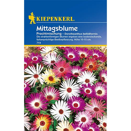 Mittagsblume Prachtmischung interface.image 1 interface.art 77404