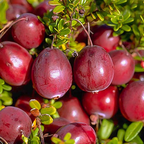 Moosbeere Ben Lear, P9 interface.image 1 interface.art 9234