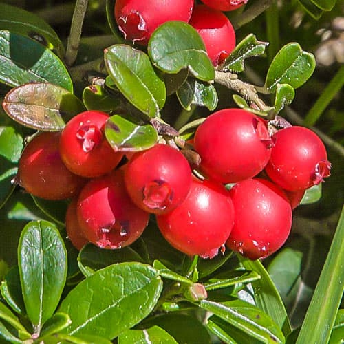 Moosbeere Early Black, P9 interface.image 1 interface.art 9235