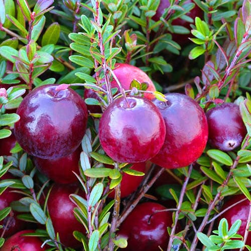 Moosbeere Piligrim, P9 interface.image 1 interface.art 9311