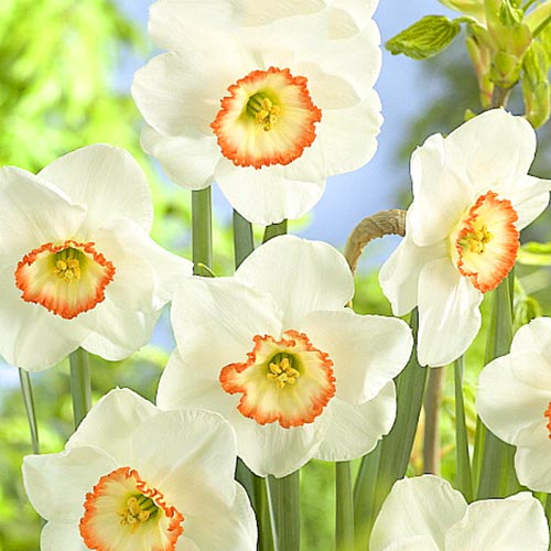 Narzisse Barbie Doll interface.image 1 interface.art 67639