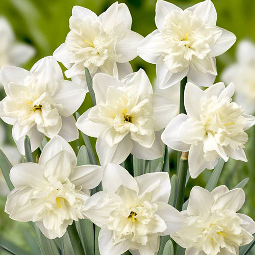 Narzisse Colblanc interface.image 1 interface.art 67648