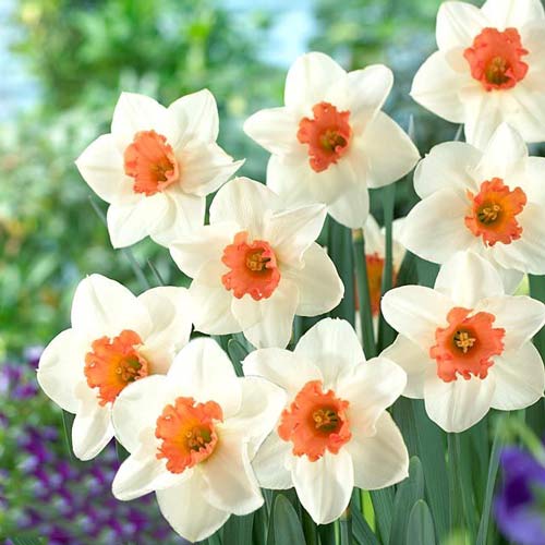 Narzisse Cool Flame interface.image 1 interface.art 67650