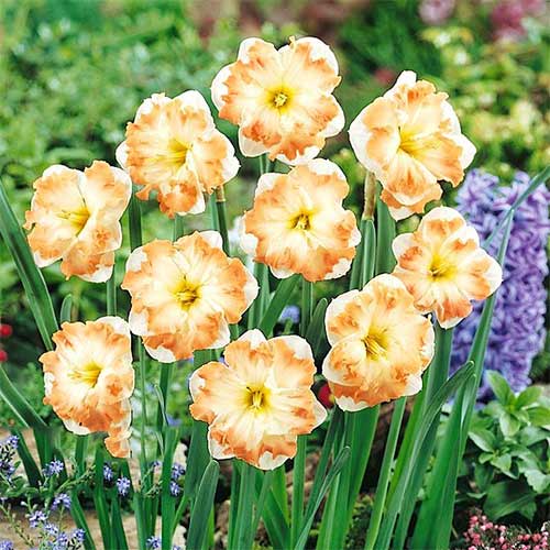 Narzisse Cum Laude interface.image 1 interface.art 68098