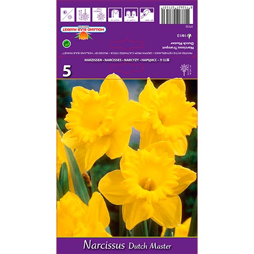 Narzisse Dutch Master interface.image 1 interface.art 67647