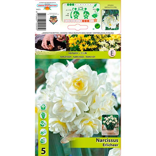 Narzisse Erlicheer interface.image 1 interface.art 70285