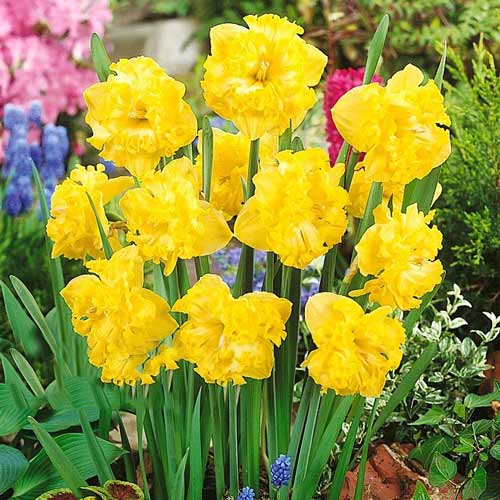 Narzisse Flyer interface.image 1 interface.art 67433