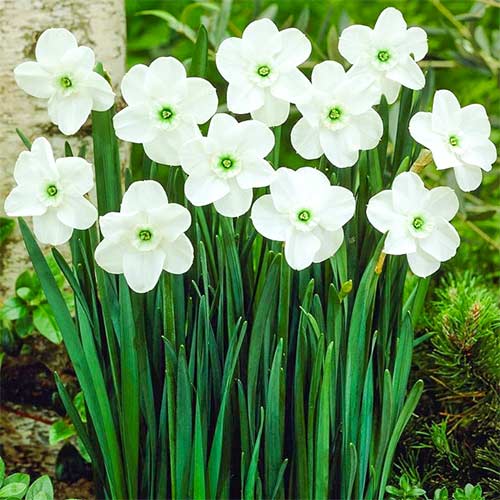 Narzisse Green Eyed Lady interface.image 1 interface.art 67429