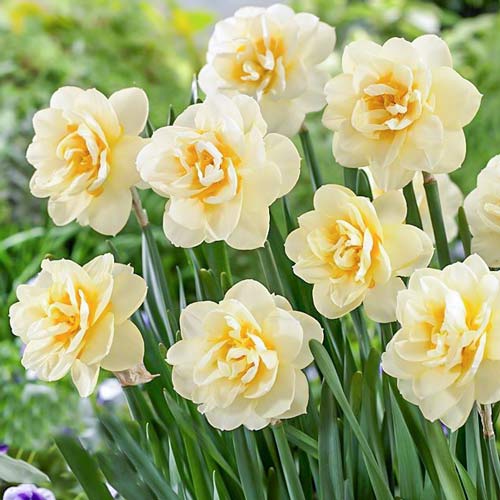 Narzisse Manly interface.image 1 interface.art 68070