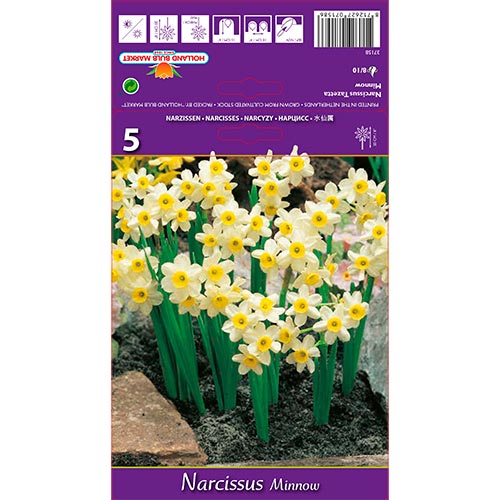 Narzisse Minnow interface.image 1 interface.art 67652