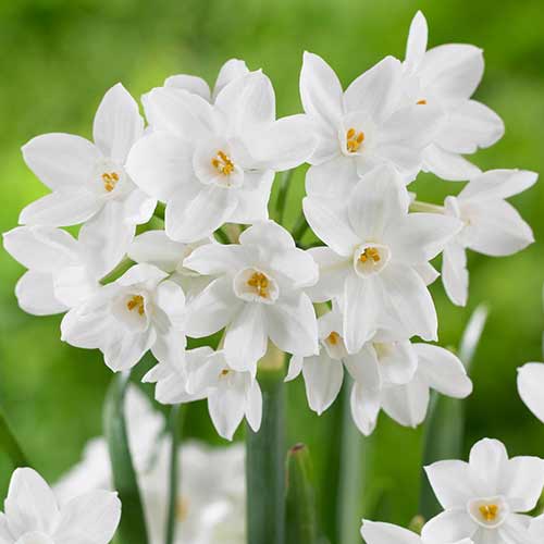 Narzisse Paperwhite Ziva interface.image 1 interface.art 70284