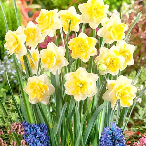 Narzisse Sweet Pomponette interface.image 1 interface.art 67414