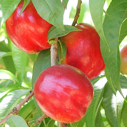 Nektarine Aeris, С2 interface.image 1 interface.art 6935