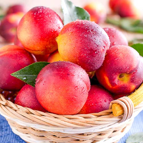 Nektarine Caldesi 2000 interface.art Bild 1 Nektarine Caldesi 2000 interface.image 1 interface.art 4287