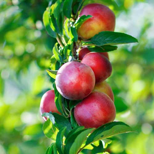 Nektarine (columnar) Orion interface.image 1 interface.art 2016