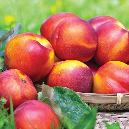 Nektarine Fire Earth, С2 interface.image 1 interface.art 4285