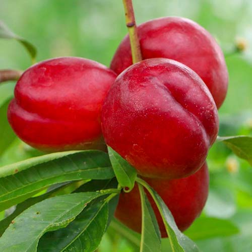 Nektarine Late Love, С2 interface.art Bild 1 Nektarine Late Love, С2 interface.image 1 interface.art 1629